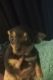 Chorkie Puppies for sale in Williston, Florida. price: $350