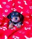 Chorkie Puppies for sale in Carrollton, GA, USA. price: NA