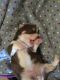Chorkie Puppies for sale in Cedar Rapids, IA, USA. price: NA