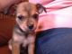 Chorkie Puppies for sale in Atlanta, GA, USA. price: NA