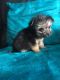 Chorkie Puppies for sale in Columbus, GA, USA. price: NA