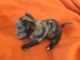 Chorkie Puppies for sale in Elizabeth City, NC 27909, USA. price: NA