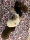 Chorkie Puppies for sale in Elizabeth City, NC 27909, USA. price: NA