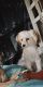 Chorkie Puppies for sale in West Des Moines, IA, USA. price: NA
