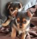 Chorkie Puppies