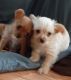 Chorkie Puppies