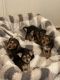 Chorkie Puppies for sale in Perry, FL, USA. price: NA