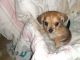 Chorkie Puppies for sale in Colbert, GA 30628, USA. price: NA