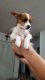 Chorkie Puppies for sale in Coral Springs, FL, USA. price: NA