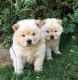Chow Chow Puppies for sale in Michigan Ave, West Bloomfield Township, MI 48324, USA. price: $650