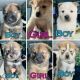 Chow Chow Puppies for sale in Springfield, MO, USA. price: $850