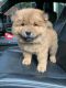 Cute Chow Chow Puppies