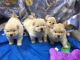 diplomatic Chow Chow Puppies
