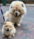 Chow Chow puppies for Adoption in California USA [DOGS] Chow Chow pupp
