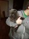 Chow Chow Puppies for sale in Ste. Genevieve, MO 63670, USA. price: $400