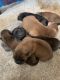 Chow Chow Puppies for sale in Detroit, MI, USA. price: $3,700
