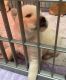 Chow Chow Puppies for sale in Macomb, MI 48042, USA. price: $1,000