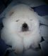 Chow Chow Puppies for sale in Tucson, AZ, USA. price: $8,000