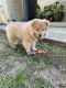 Chow Chow pup needs new home