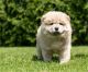 Chow Chow puppies for sale now
