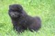Chow Chow Puppies for sale in Monticello, WI 53570, USA. price: NA