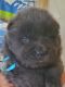 Chow Chow Puppies for sale in Aurora, CO, USA. price: NA
