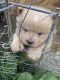 Chow Chow Puppies for sale in Bluff City, TN, USA. price: NA
