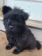 Chow Chow Puppies for sale in Knoxville, TN, USA. price: NA