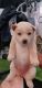 Chow Chow Puppies for sale in Denver, CO, USA. price: $1,000