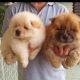 Chow Chow Puppies for sale in Florida City, FL, USA. price: NA