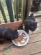 Chow Chow Puppies for sale in 2052 Cummins Mill Rd, Cookeville, TN 38501, USA. price: NA