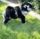 Chow Chow Puppies for sale in Scottsdale, AZ, USA. price: NA