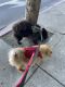 Chow Chow Puppies for sale in Dayton, OH, USA. price: NA