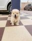 Chow Chow Puppies for sale in CA-99, Los Molinos, CA, USA. price: NA