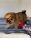 Chow Chow Puppies for sale in United Kingdom Dr, Austin, TX 78748, USA. price: NA