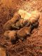 Chow Chow Puppies for sale in 63 Harleysville Rd, Rowland, NC 28383, USA. price: NA