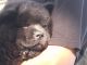 Chow Chow Puppies for sale in Hilo, HI 96720, USA. price: NA