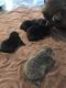 Chow Chow Puppies for sale in Shannon, MS 38868, USA. price: NA