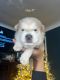 Chow Chow Puppies for sale in Rochester Hills, MI, USA. price: NA