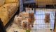Chow Chow Puppies for sale in Newark, CA 94560, USA. price: NA