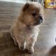 Chow Chow Puppies for sale in 1312 Jessica St, Elizabeth City, NC 27909, USA. price: NA