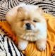 Chow Chow Puppies for sale in Los Angeles, CA 90017, USA. price: NA
