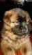 Chow Chow Puppies for sale in Kurtistown, HI, USA. price: NA
