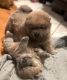 Chow Chow Puppies for sale in Detroit, MI, USA. price: $577