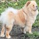 Chow Chow Puppies for sale in Mountain View, HI, USA. price: $3,500