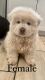 Chow Chow Puppies for sale in Greeley, CO, USA. price: $1,400