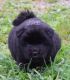 Chow Chow Puppies for sale in Olivehill, TN 38475, USA. price: $1,500
