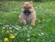 Chow Chow Puppies for sale in Orlando, FL, USA. price: $700