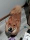 Chow Chow Puppies for sale in Branson, MO 65616, USA. price: $600