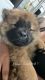 Chow Chow Puppies for sale in Providence, RI, USA. price: $1,000
